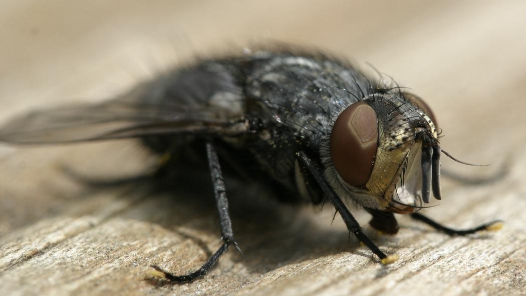 Study Says It's Very Bad to Eat Food Flies Have Landed On