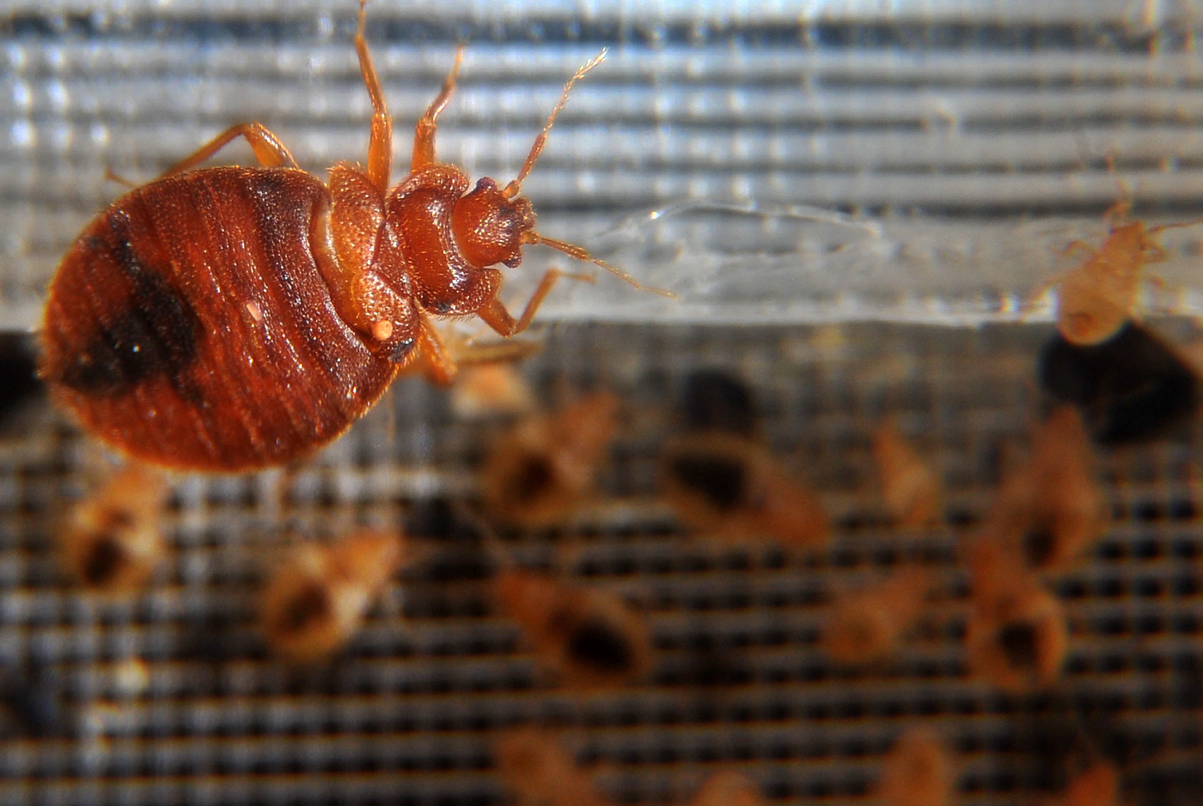 Where Do Bed Bugs Come From? How They Get In And What To Do, 50% OFF