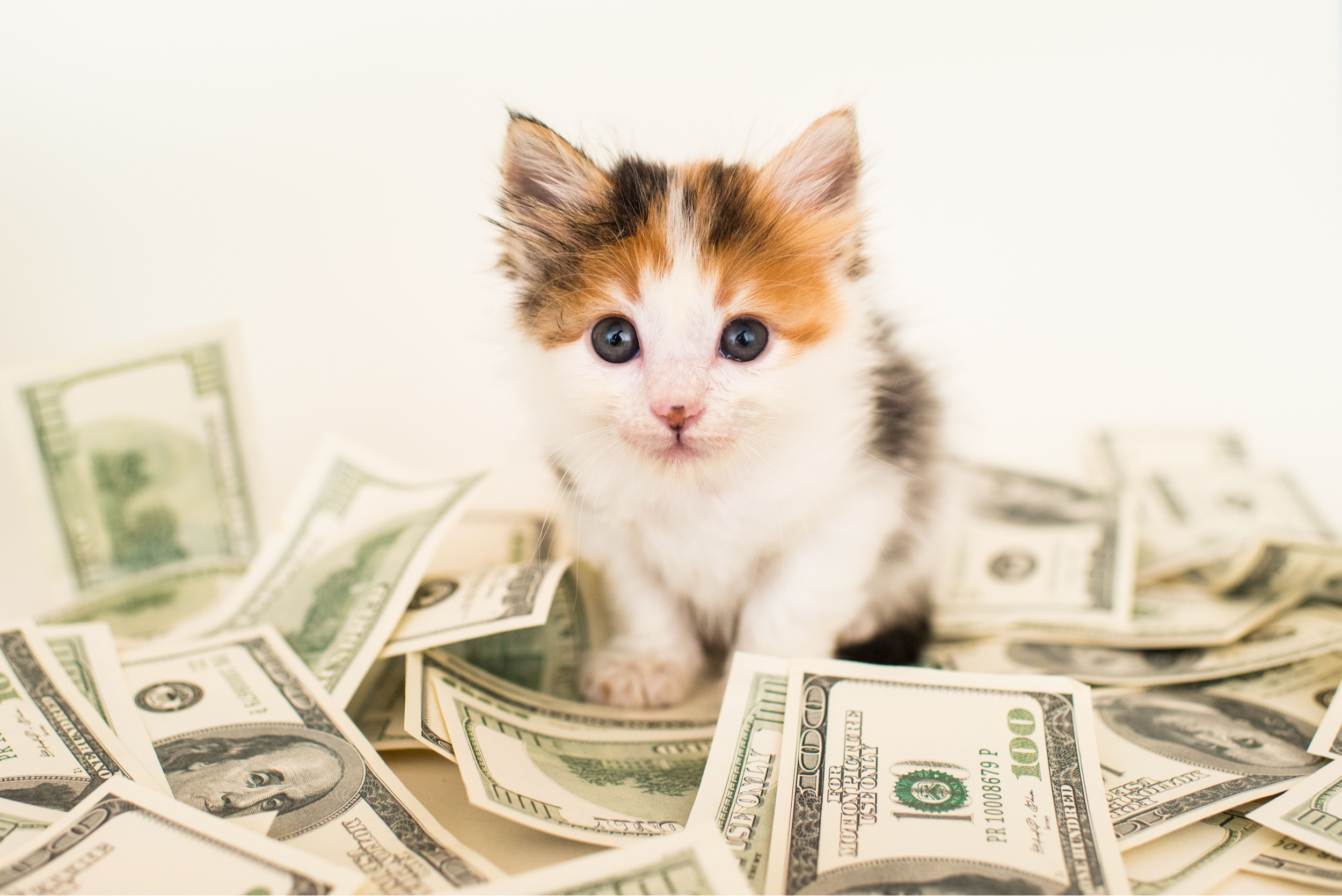 Сайт кэт на деньги. Котенок с деньгами. Денежный кот. Кот Бакс. Котенок с денежкой.