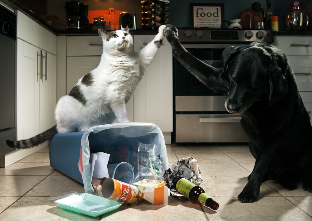 Battle of the pets: Are cats or dogs smarter? - study - The Jerusalem Post