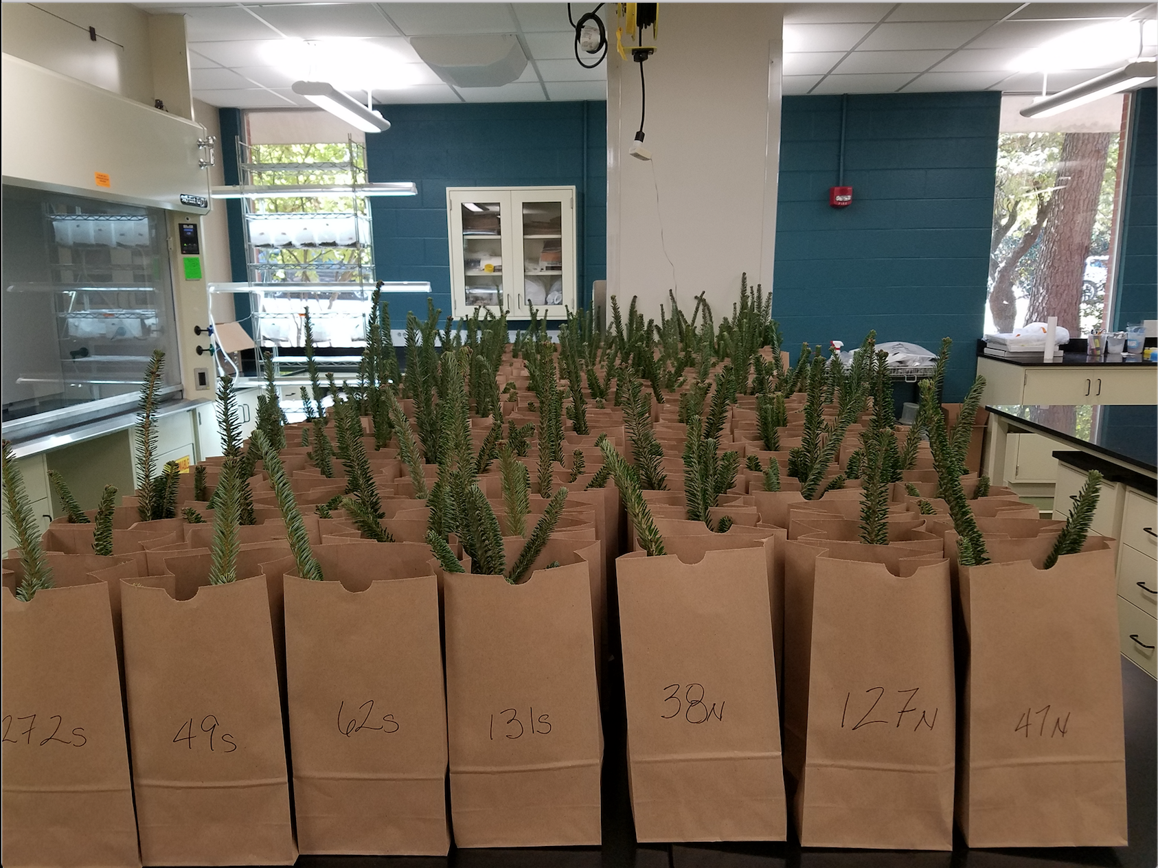 Scientists Are Creating Christmas Trees That Don't Shed Their Needles