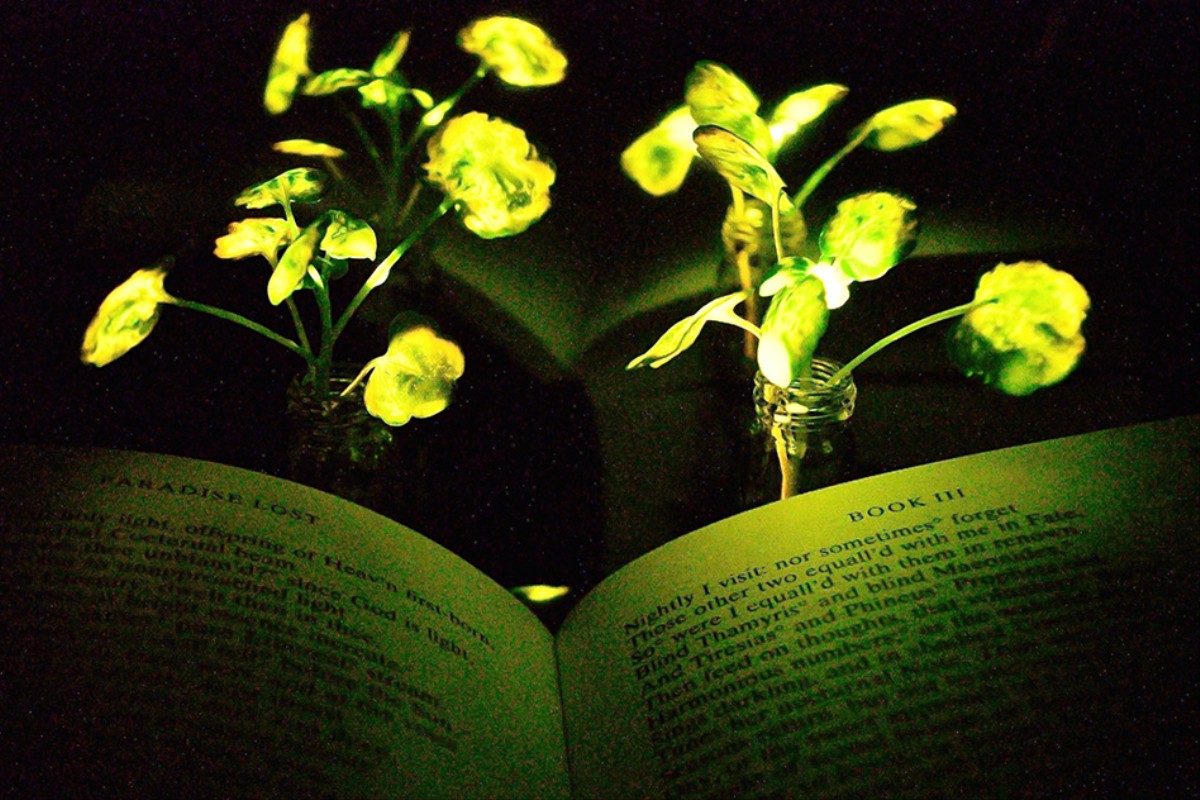 Researchers Are Working on Plants That Could Glow Bright Enough to