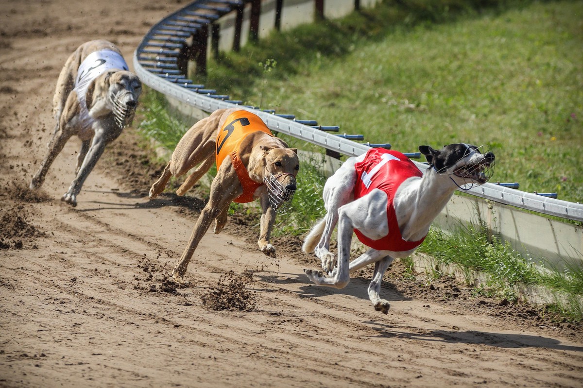 News of Zealand: Greyhounds Killed When They Can No Longer Race - VICE