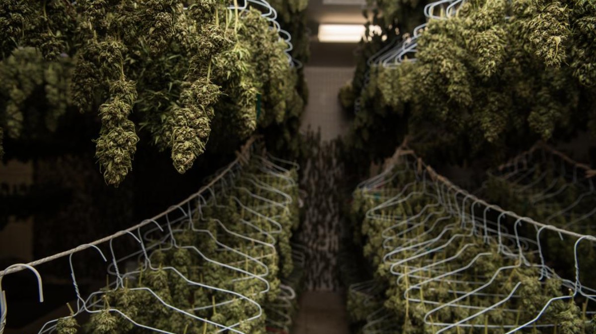 Штраф выращивания марихуаны марихуана на поле чудес