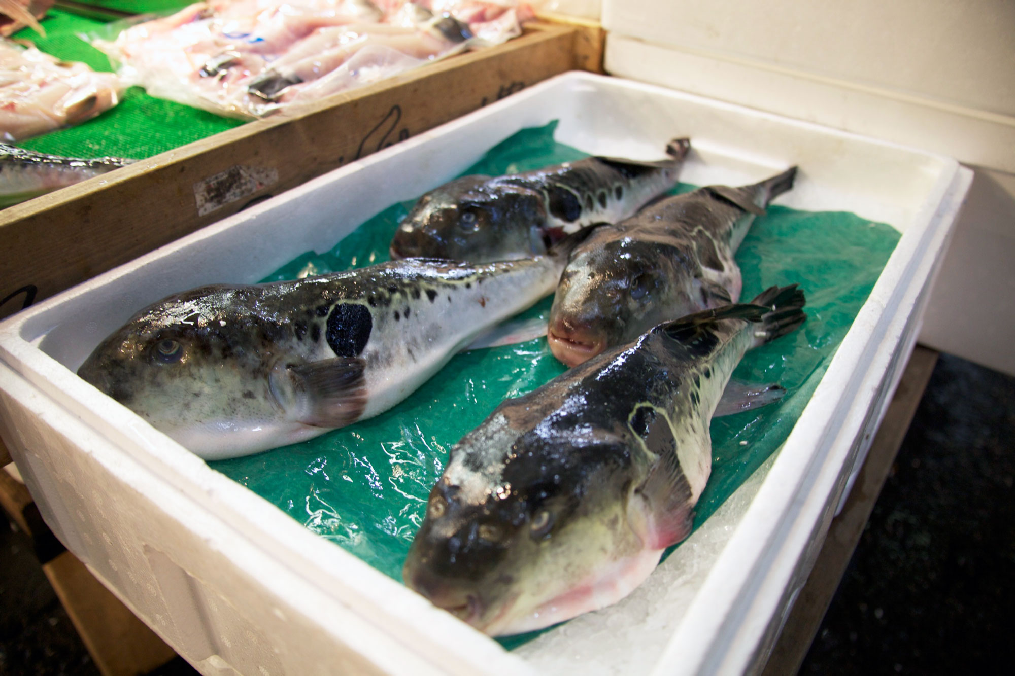 fugu fish price