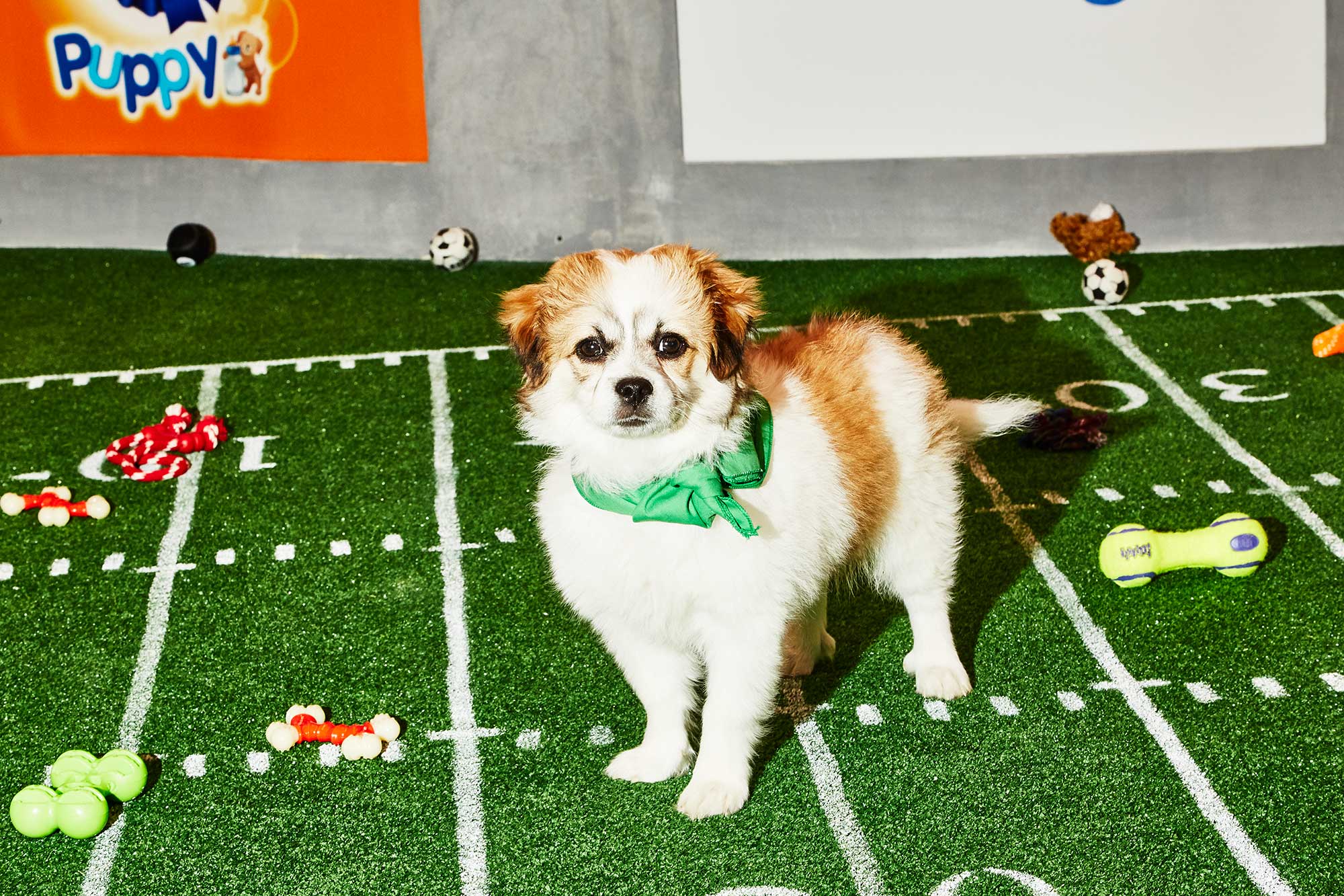 Inside the Adorable Mayhem of the Puppy Bowl