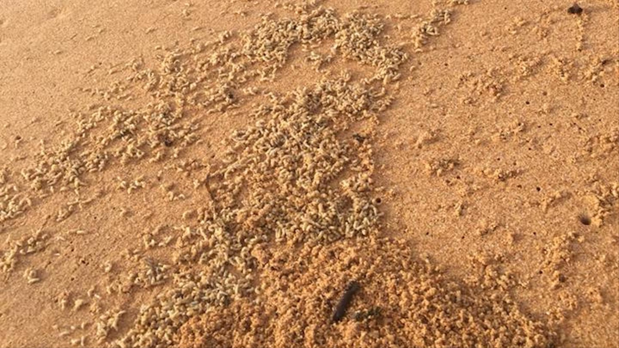 Carpet Maggots Carpet Vidalondon