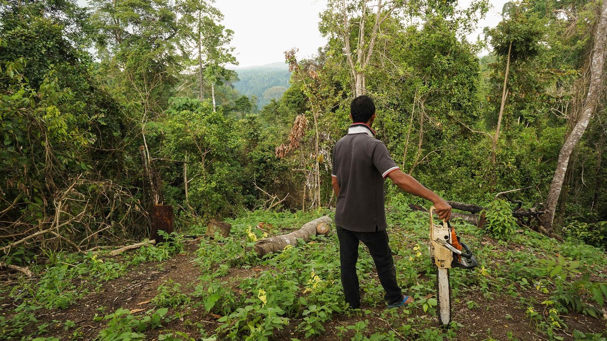 Inside The Illegal Industry Cutting Down Indonesias Rainforests 6226