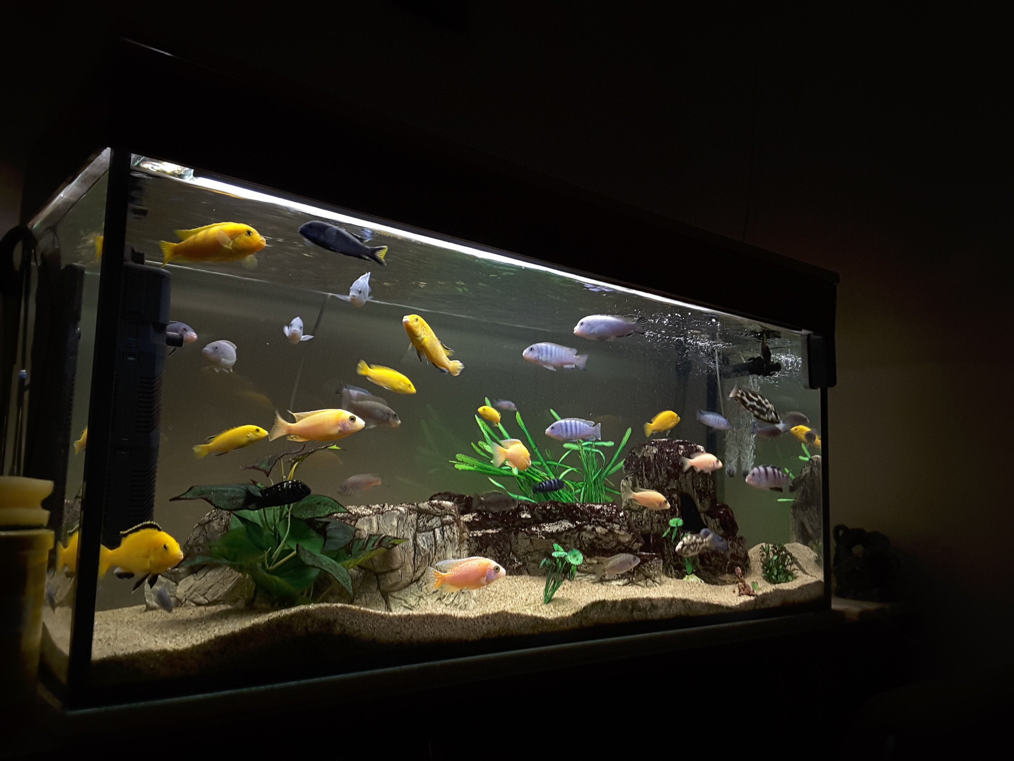 tweede Purper Handelsmerk Waarom het zo ontspannend is om naar vissen in een aquarium te kijken