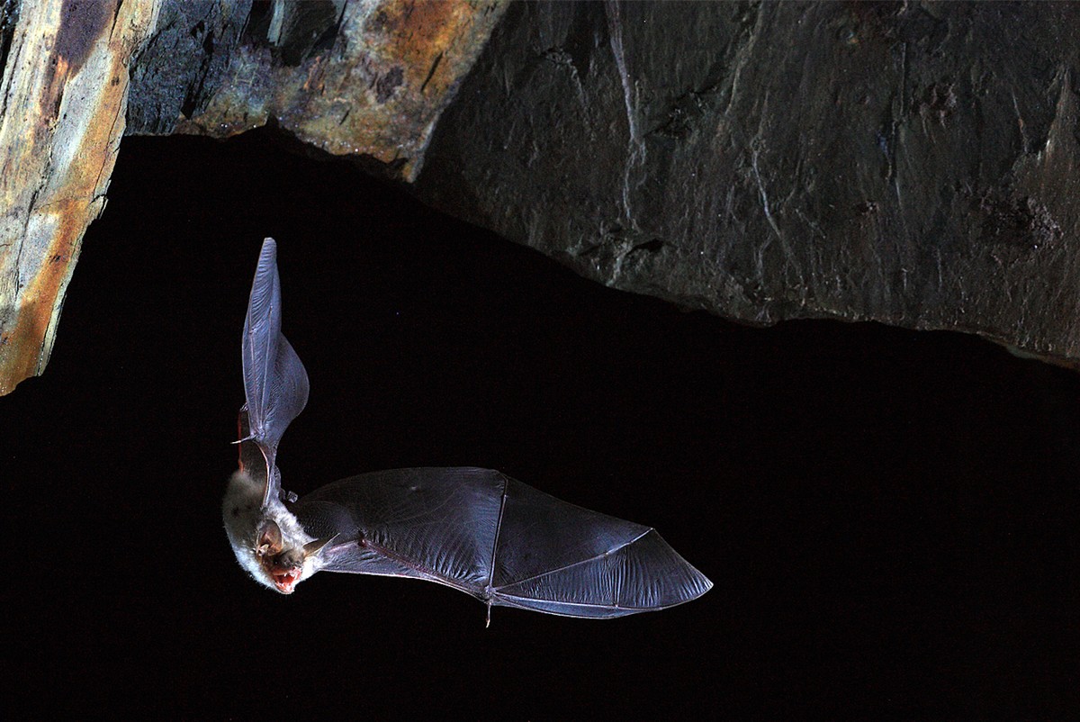These Bats Don't Seem to Die of Old Age—Can They Help Extend the Human Lifespan?