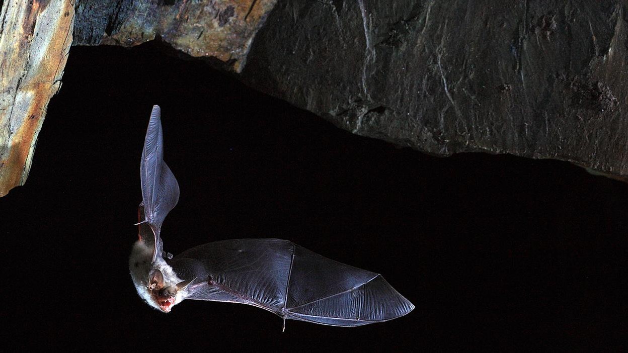 Is This Human Sized Bat In The Philippines For Real Is This Human Sized Bat In The Philippines For Real