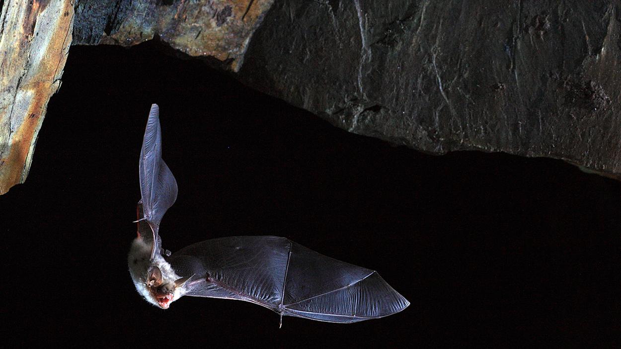 Is This Human Sized Bat In The Philippines For Real