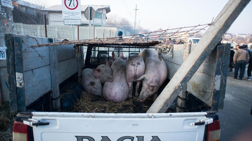 滅びつつあるルーマニアの豚ばらし