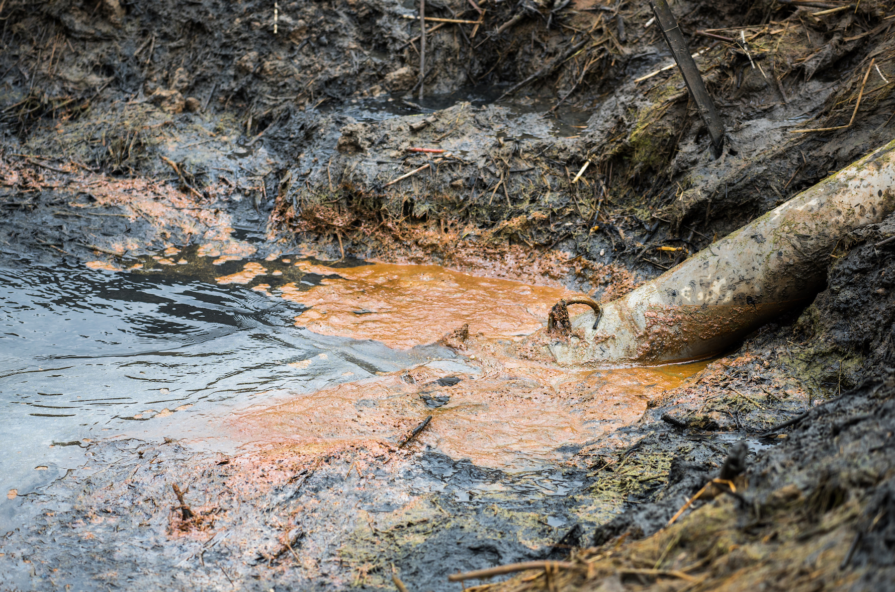 News of Zealand Sewage Contaminates Kiwi Beaches
