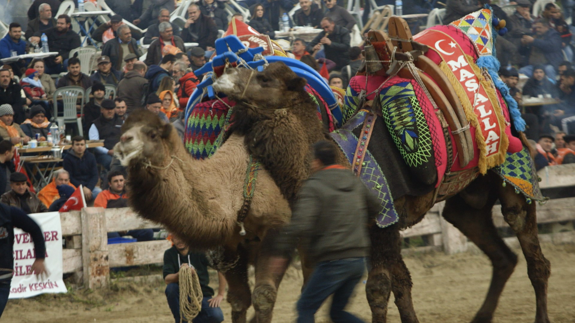 1518656936342-PKG_35433_CAMEL_WRESTLING_021418_1130_FINAL_MASTER01_03_26_02Still008.jpeg