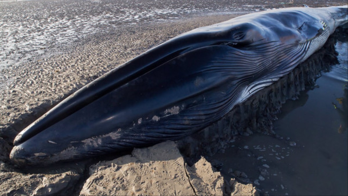 Наркотик синий кит умершие от спайса видео