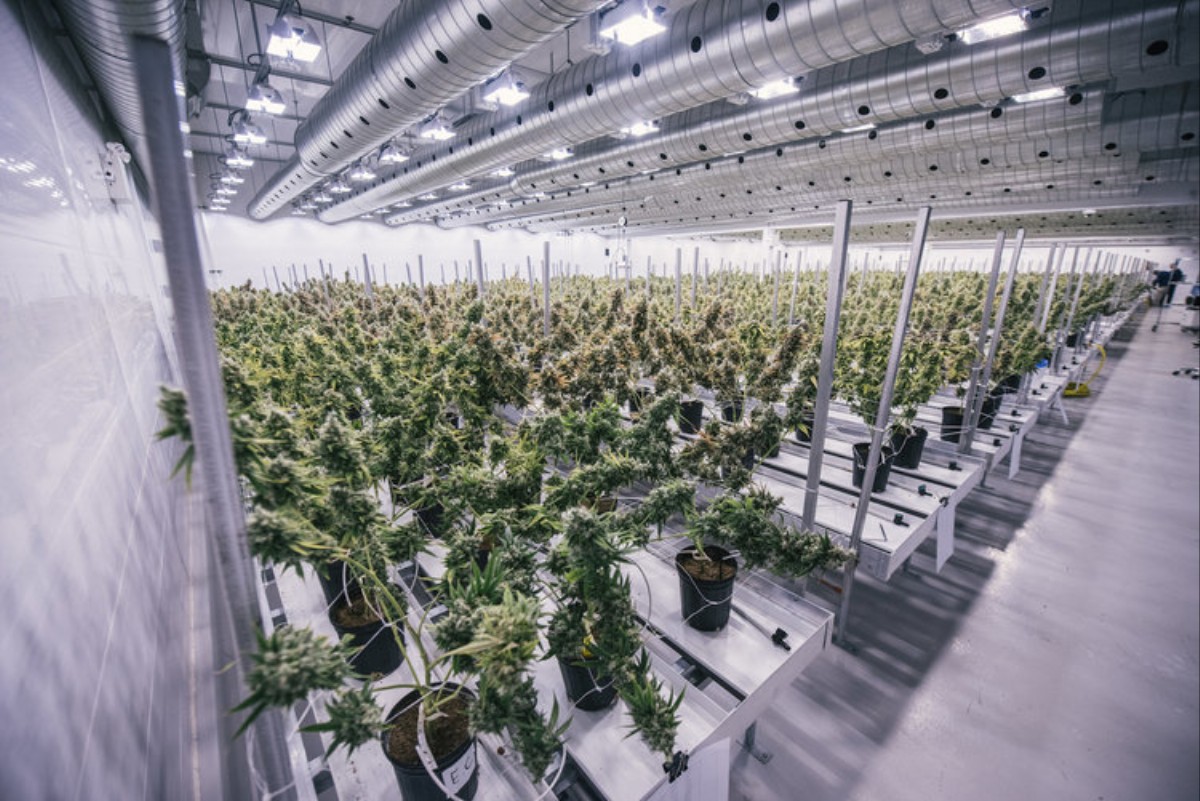 The world’s largest weed company wants to list itself on the Nasdaq - VICE