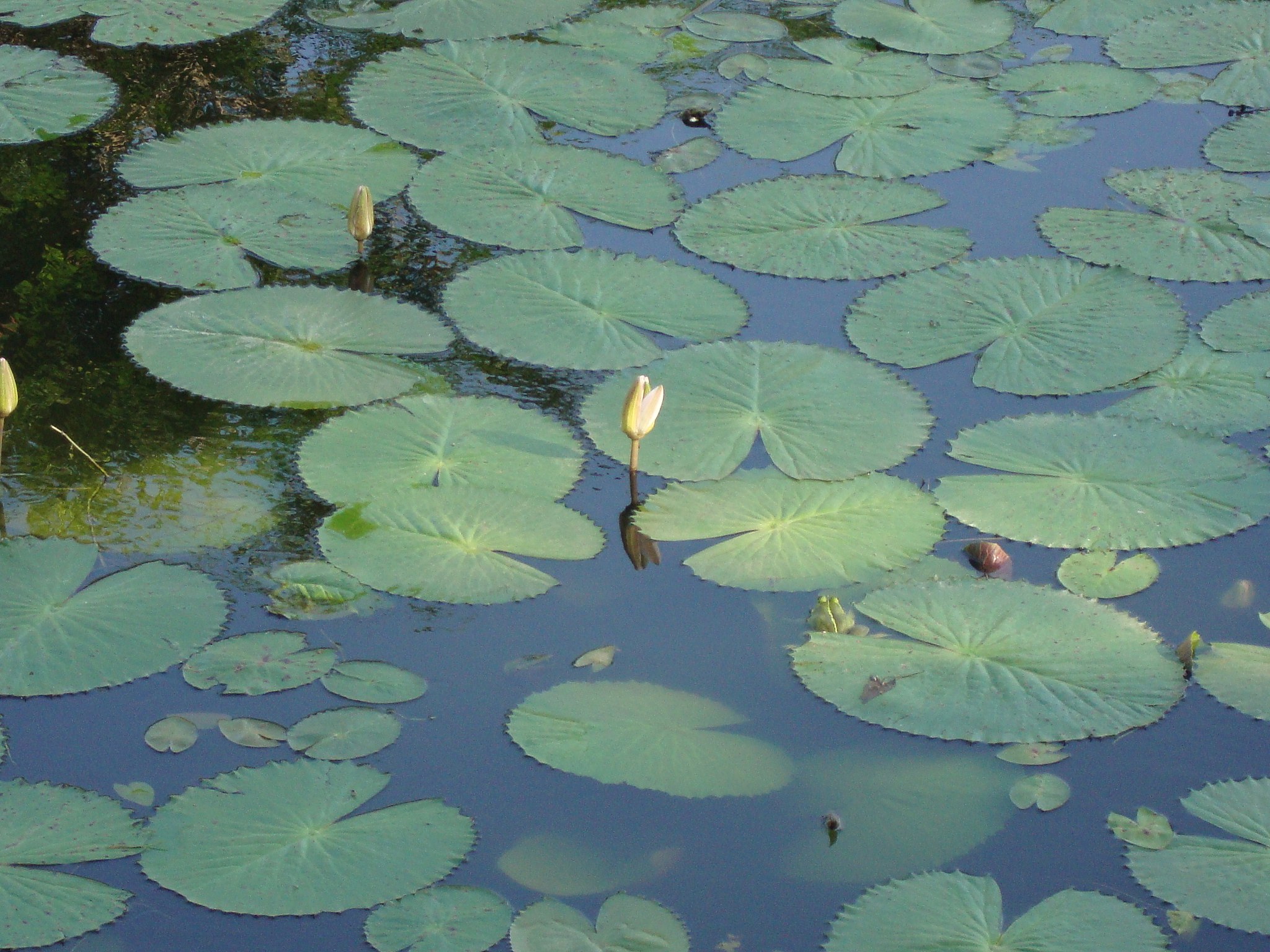 BacteriaKilling Viruses Found in a Pond Knocked Out an AntibioticResistant Infection