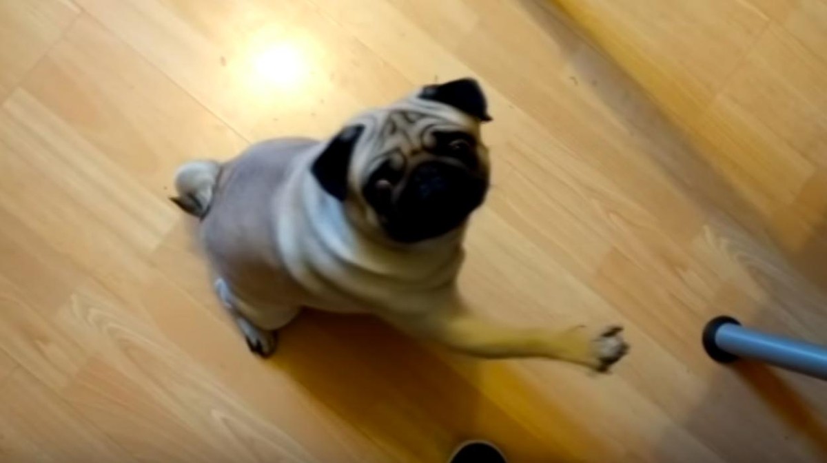 YouTuber Skotlandia Divonis Bersalah Karena Mengajari Anjing Pug