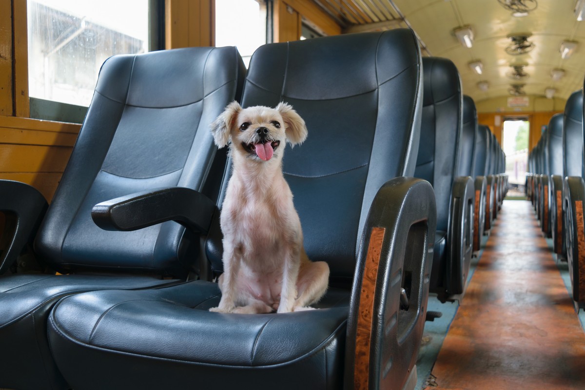 News of Zealand: Pets to Be Allowed on Trains and Buses