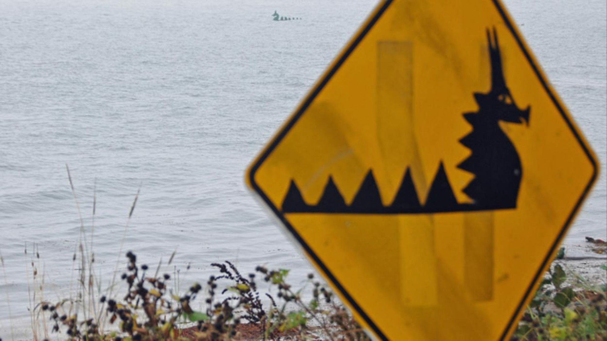 Simak Video Temuan Mahluk Misterius Di Pantai Diduga Hewan