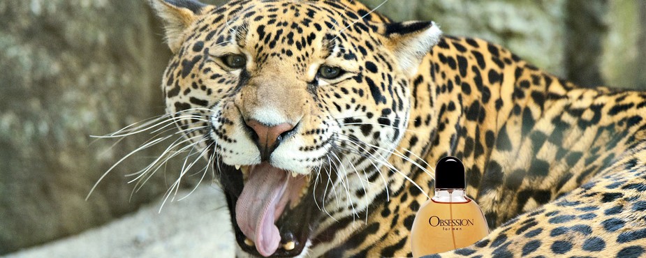 Jaguars Literally Cannot Resist Calvin Klein's 'Obsession for Men'
