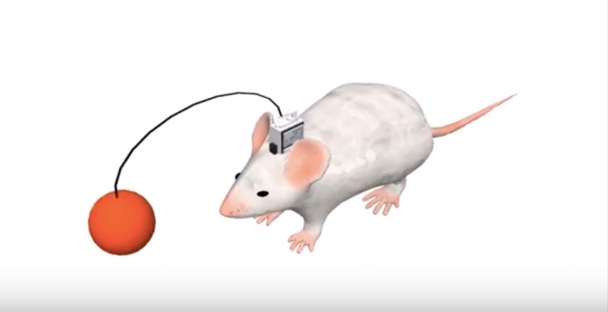 Watch a Human Mind-Control a Cyborg Mouse