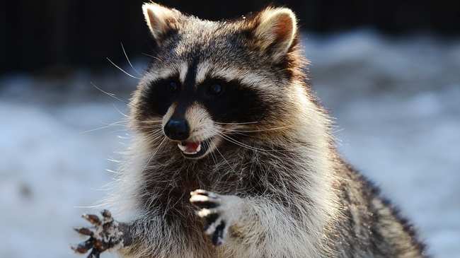 Image result for raccoon