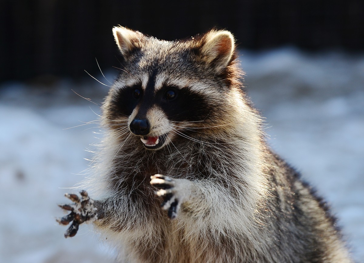 'Zombie Raccoons' Are Traumatizing an Ohio Town - VICE