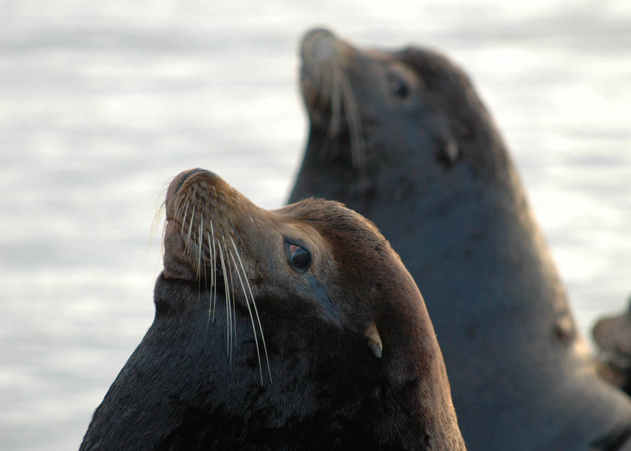 It's now legal to kill sea lions that threaten salmon in the Pacific  Northwest