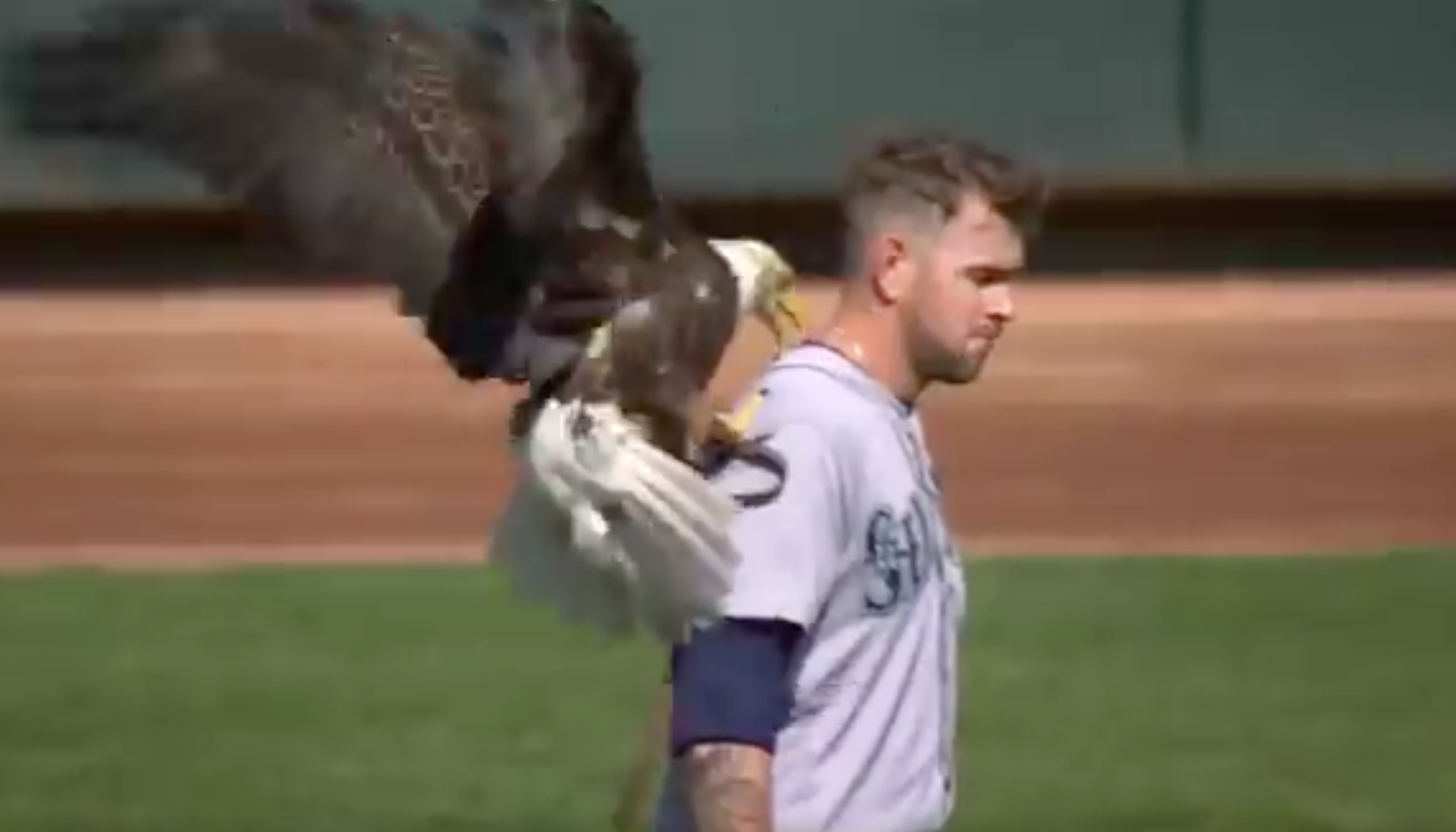 Mariners' James Paxton unfazed by eagle encounter, others terrified