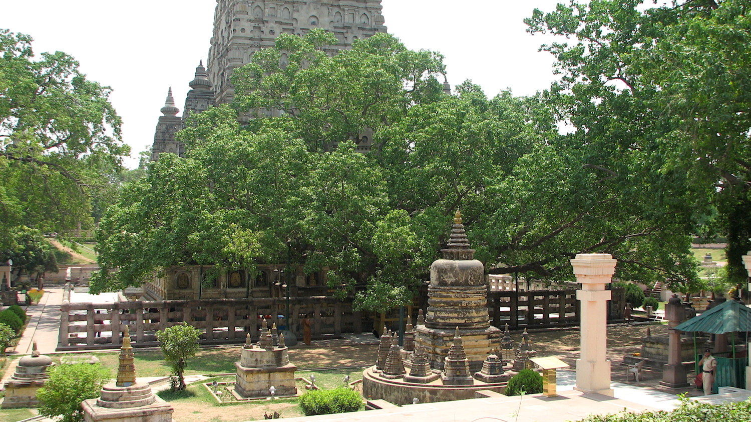 The Bodhi Tree the Buddha Sat Under is Dead