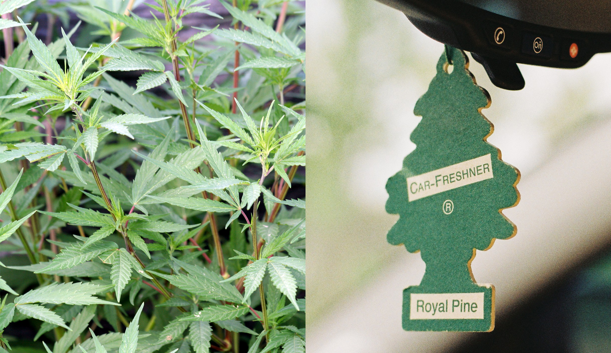 Very Optimistic Men Use Cardboard Air Fresheners to Disguise Van Full