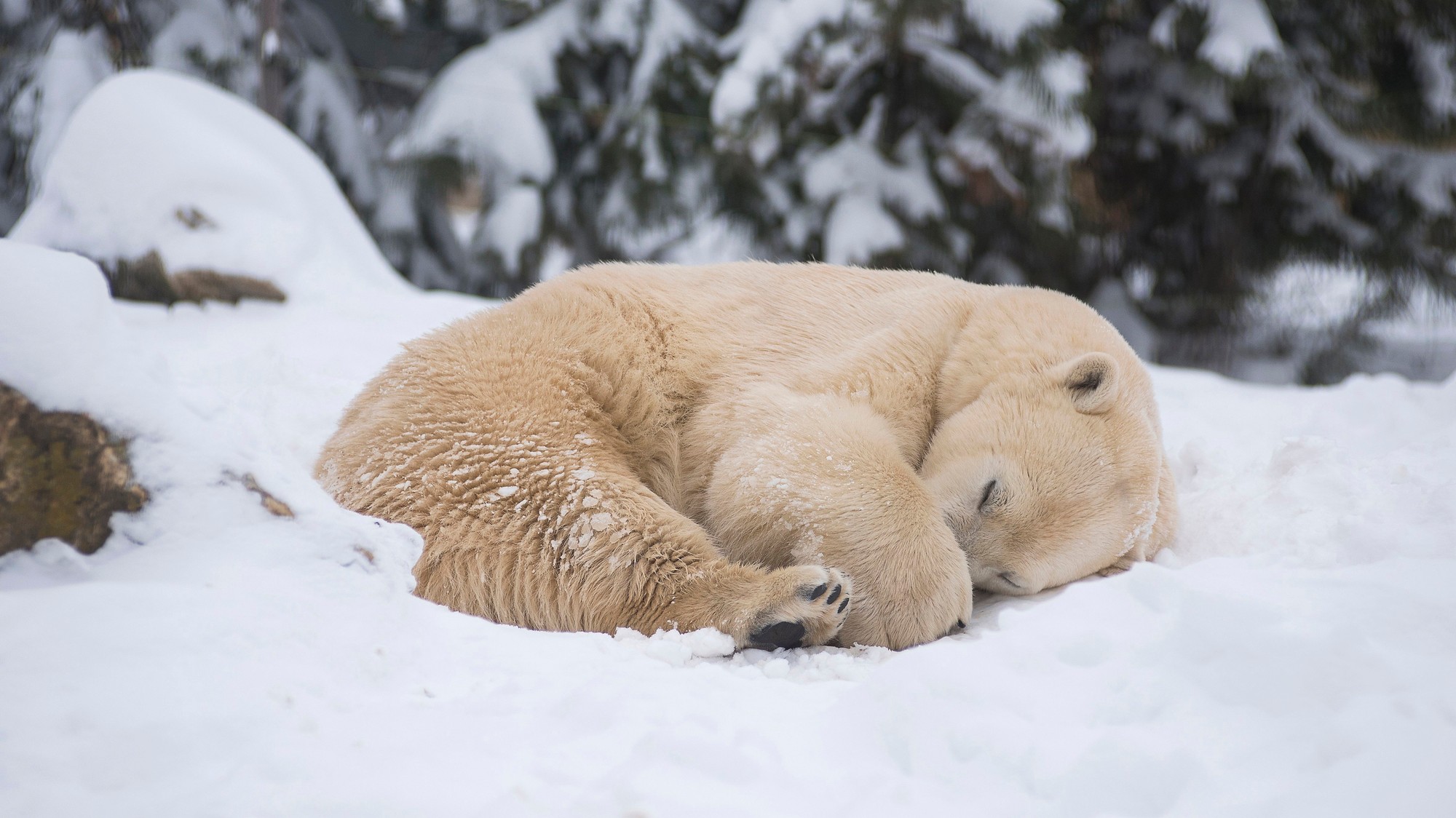 2000px x 1124px - Starving polar bears are now the â€œposter speciesâ€ for ...