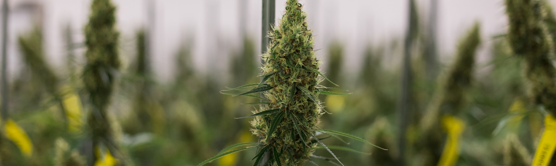 Top Coolest Weed Gadgets: Best For Safety! 2 Coolest Weed Gadgets