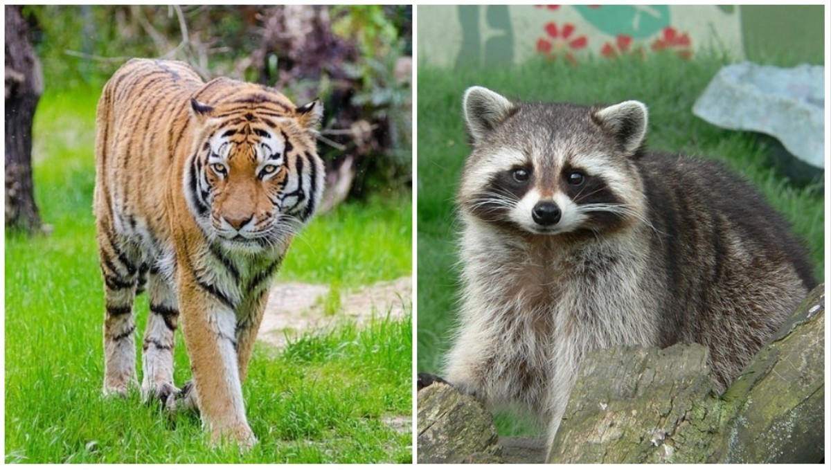 Tiger spotted in NYC turns out to be a large raccoon