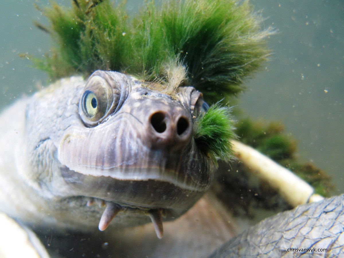 This endangered turtle is so punk, it breathes through its butt - VICE