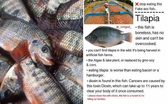 No, Tilapia Is Not a Mutant, Boneless, Toxic Fish, Despite What
