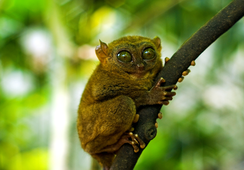 Совершенное животное. Simba and Tarsier.