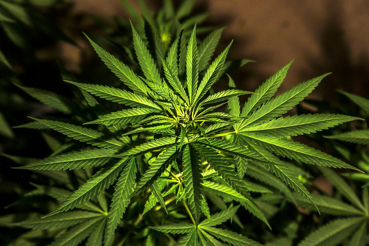 “Toda la vida me ha apasionado el cannabis”: platicamos con cultivador