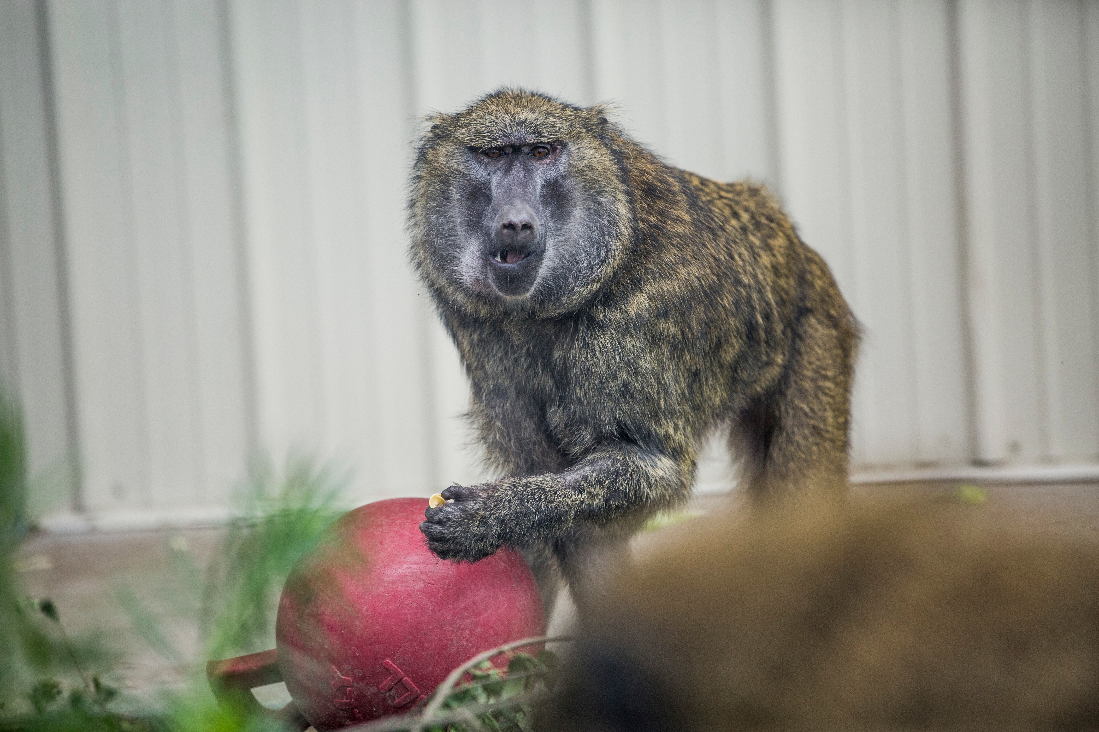 Some smart monkeys from a Texas research facility had a brief romp on