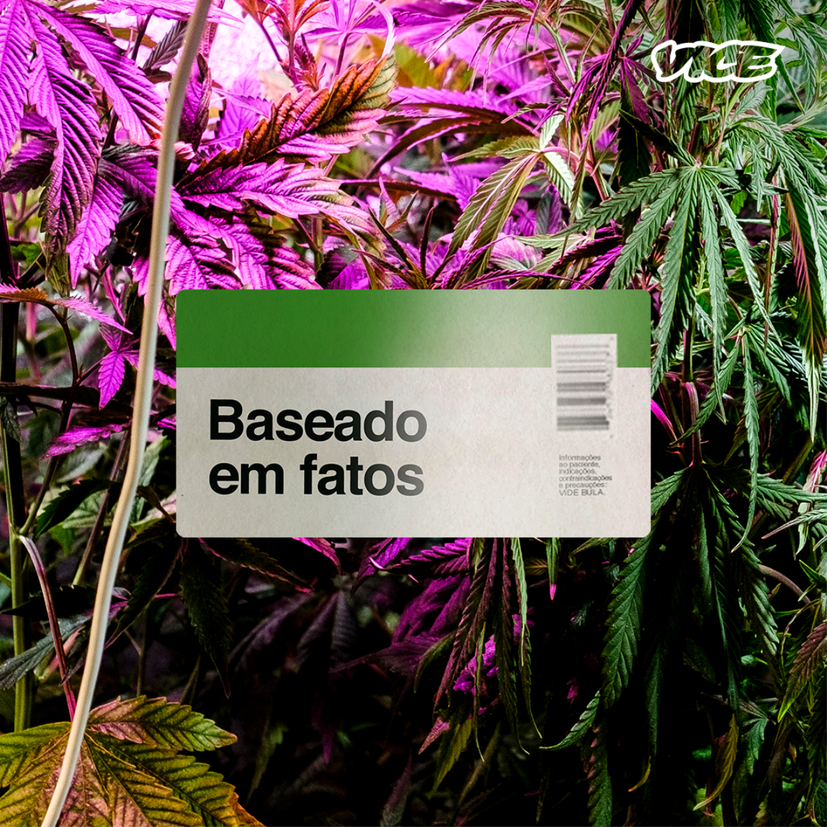 A Legalização Da Cannabis No Brasil Vice 