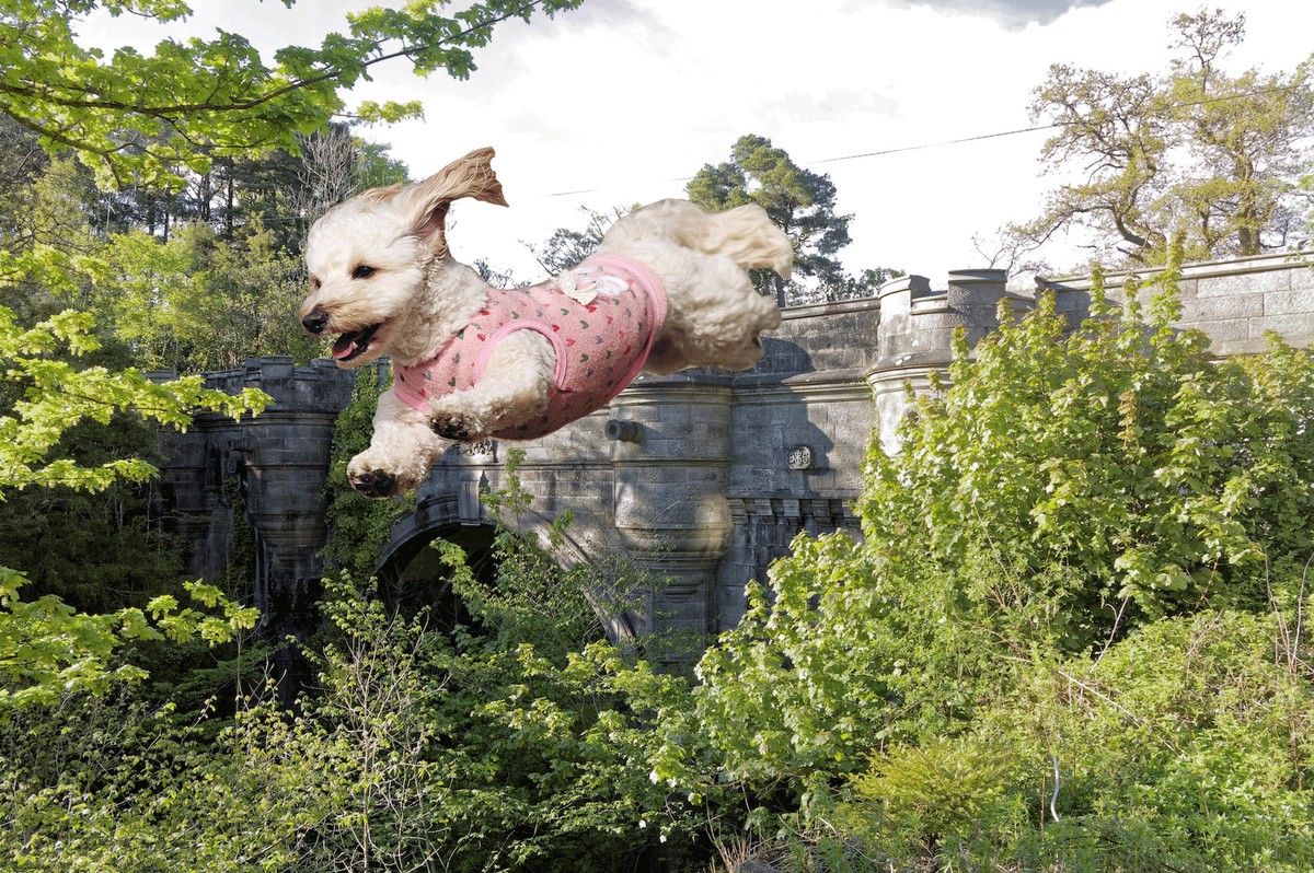 The Mystery of the 'Dog Suicide' Bridge VICE