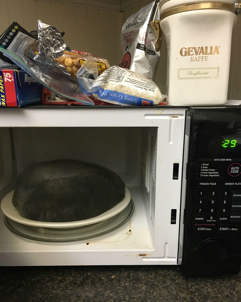 Help Us Identify This Extremely Moldy Food (?) Found in an Airbnb Microwave