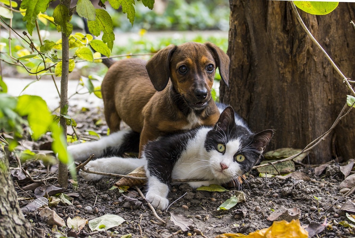 Cât rău face animalul tău de casă lumii