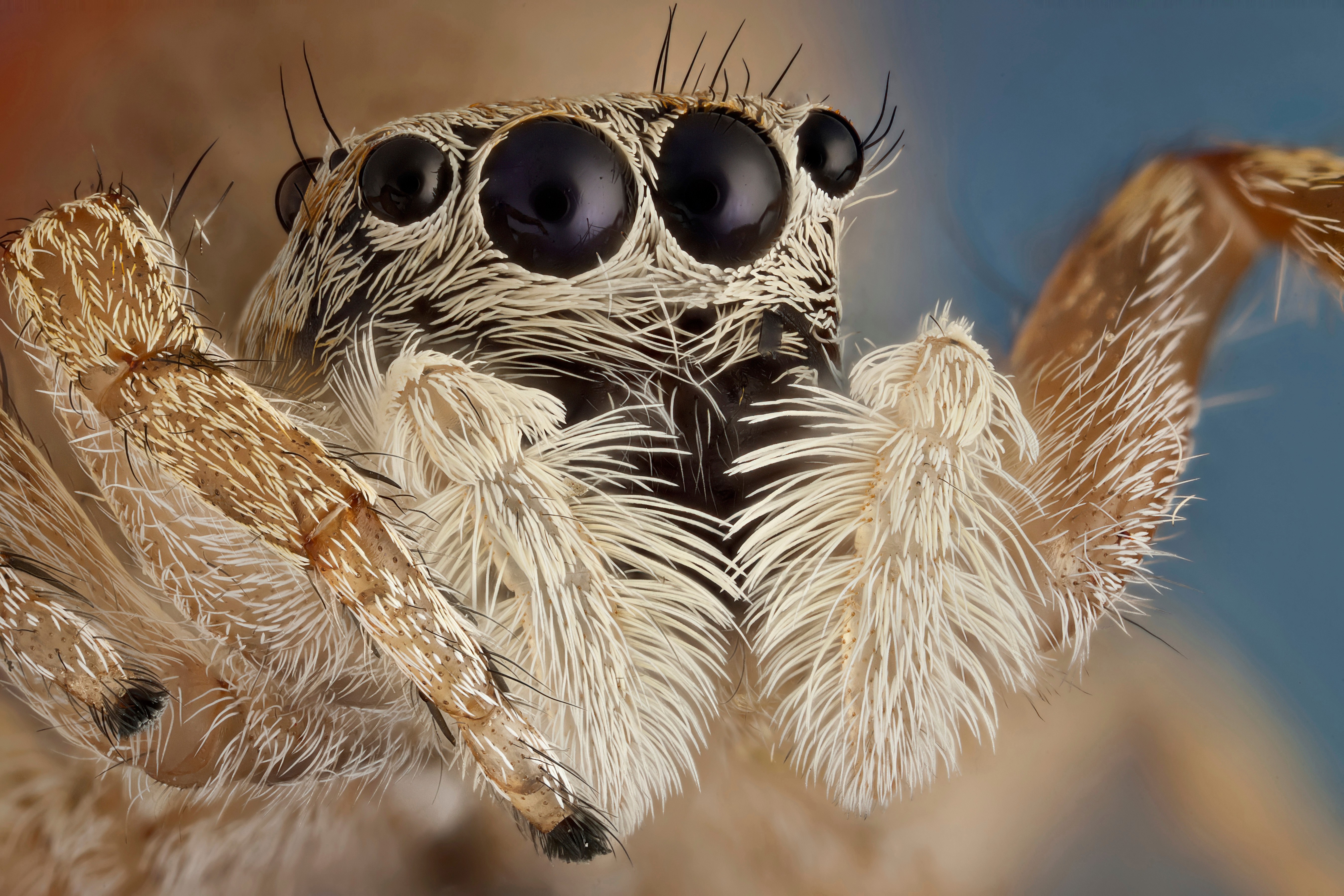 Spiders on Tiny Treadmills Give Scientists the Side-Eye