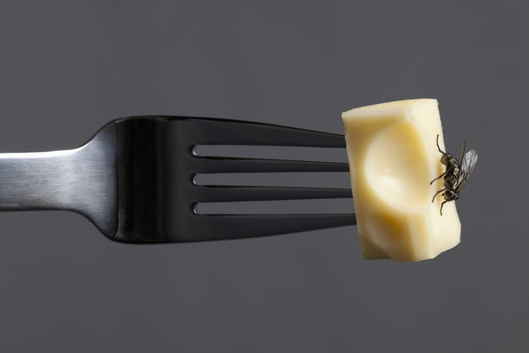 Is it Safe to Eat Food That a Fly Landed on?