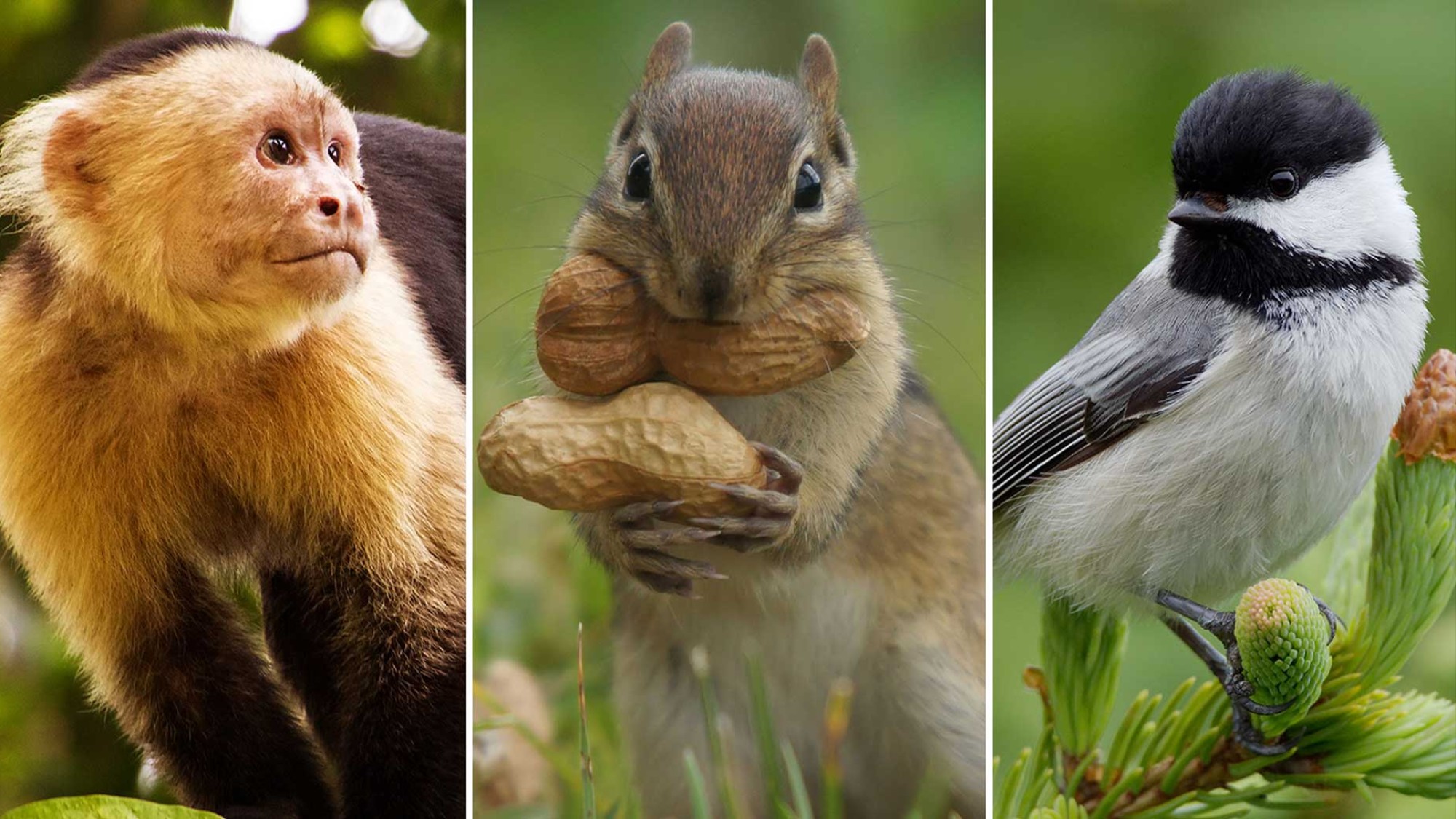 Perilaku Monyet Dan Binatang Lain Bisa Jadi Inspirasi Tips