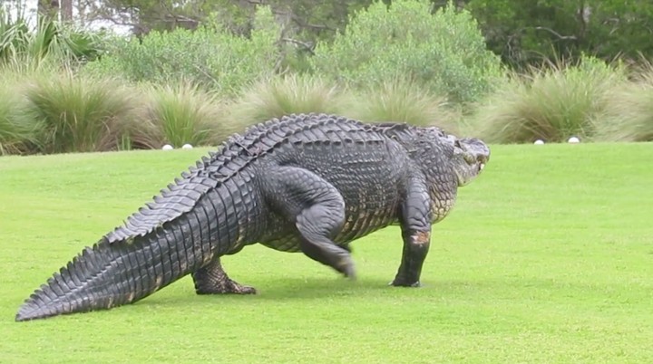 Big-Ass Gator Takes Stroll Through South Carolina Golf Course - VICE Sports