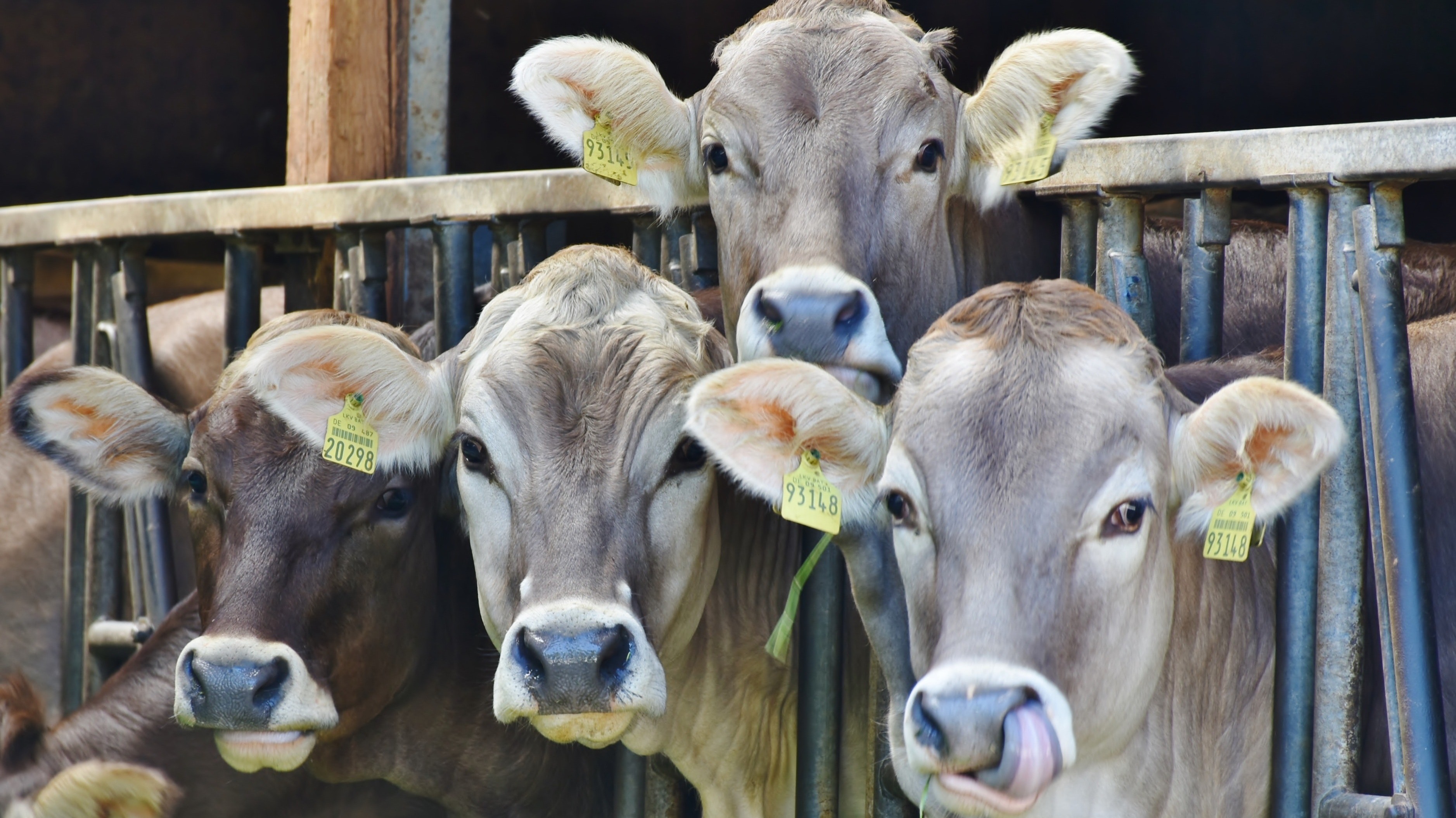 Most of the Mammals On Earth Are Cows Because We're Addicted to Meat Most of the Mammals On Earth Are Cows Because We're Addicted to Meat